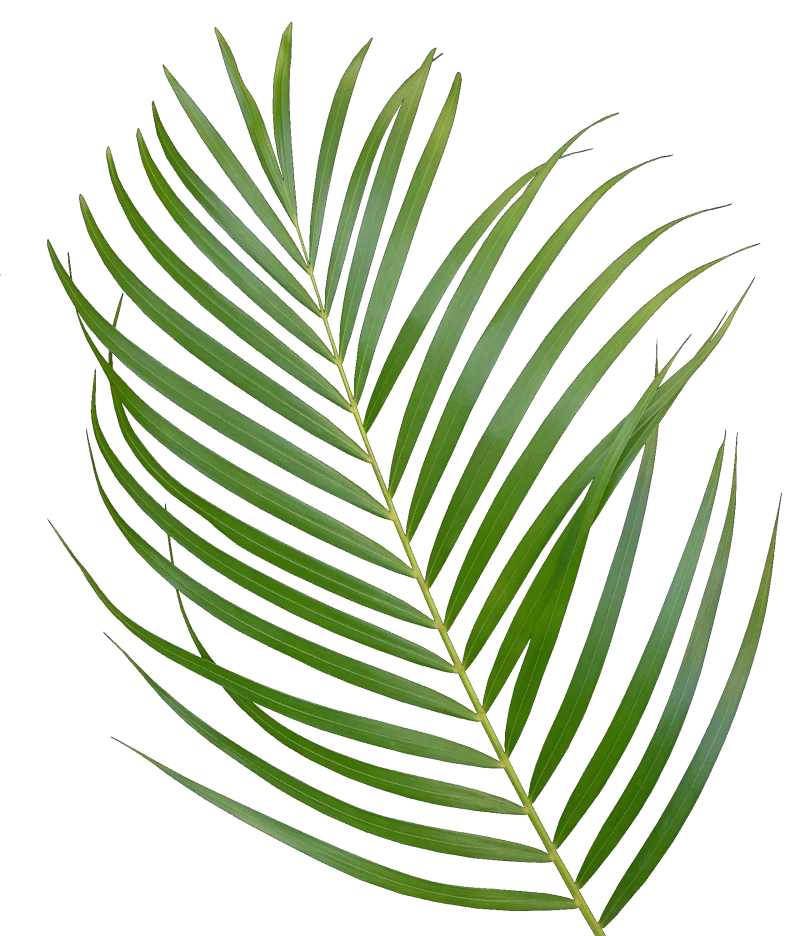 palmový list